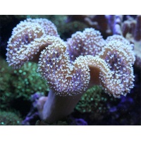 parent-toad-whpolyp
