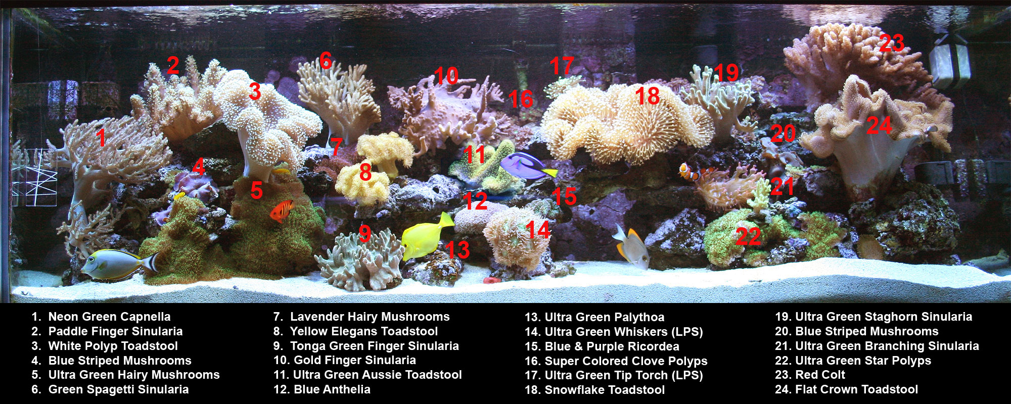 Coral Identification Chart
