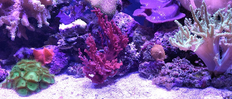 Artificial Coral Sponge Blue / Purple L