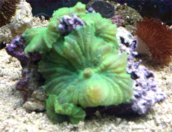 Ultra Green Fuzzy Mushrooms Soft Coral Tank Raised Soft Coral ...