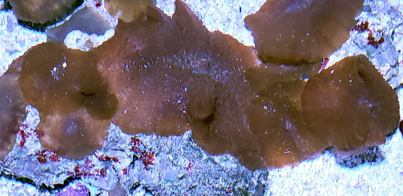 parent Mush WineRedPimpled