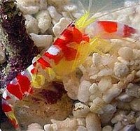 shrimp redcandypistol