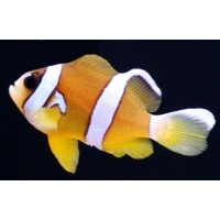 clownfish for skype 7.21.0.100