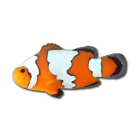 clownfish for skype 7.21.0.100