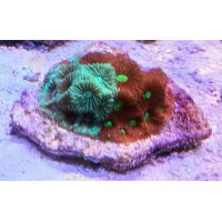lps-brain-favia-gr-red