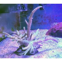 WYSIWYG Neon Green Tree Nepthea soft coral 5-6"