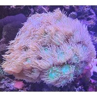 parent-lps-whiskers220-2