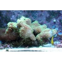 SHOW Ultra Green Hairy Mushrooms soft coral: Up to 10 polyps