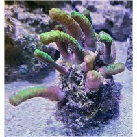parent-snakepolyps