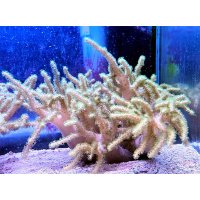 sinu-yelbrgrpolyp_311141880