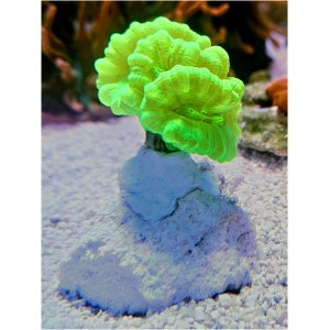 lps-candy-toxicgr_1338102306