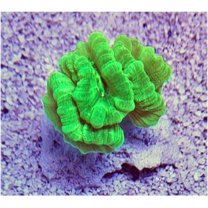 lps-candy-toxicgrtop