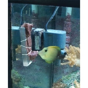 nori---lexanfeeder-a