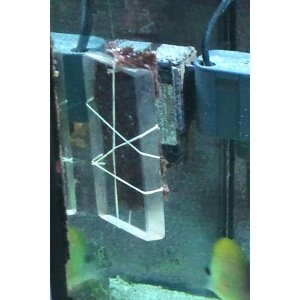 nori---lexanfeeder-b