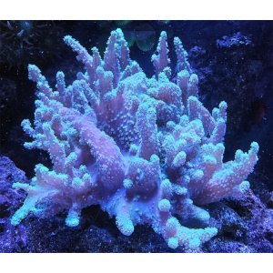 parent-sinu-snowfinger