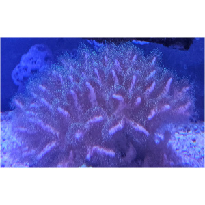 parent-sps-pocilliporagr-b