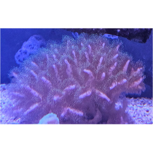 parent-sps-pocilliporagr-d