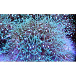 polyps-star-mint