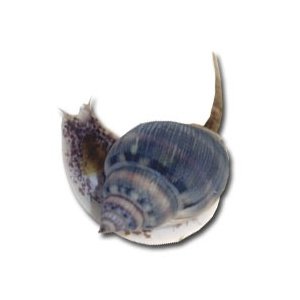 SUPER Tonga Nassarius Snails