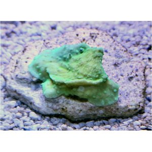 sps-monticap-green_830518884