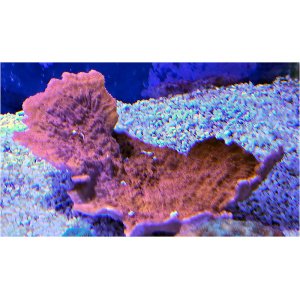 sps-monticap-red