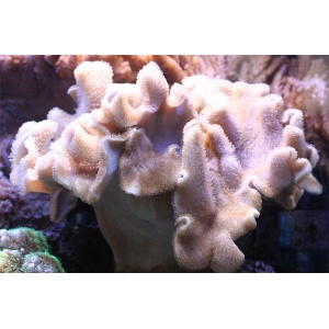 Green Polyp Flat Crown Toadstool Soft Corals