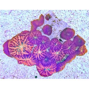 wysiwyg-mush-urainbowrhodie