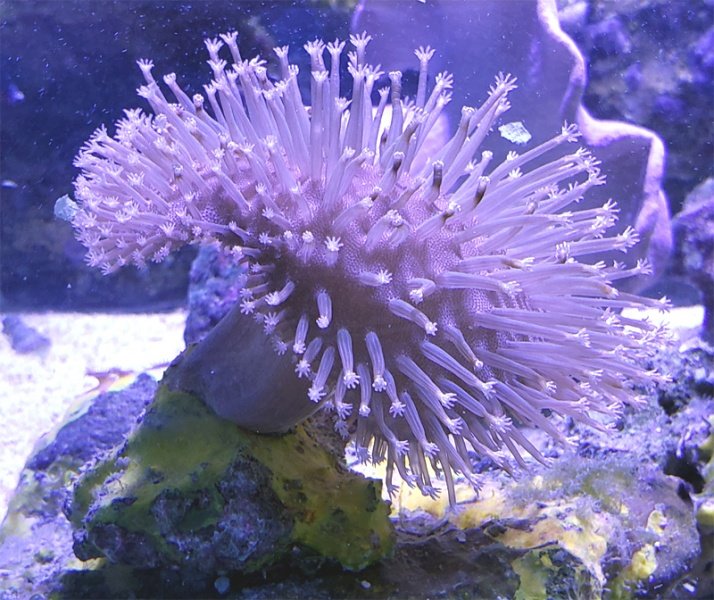 Snowflake Toadstool Soft Coral Tank Raised Soft Coral - AquaCorals ...